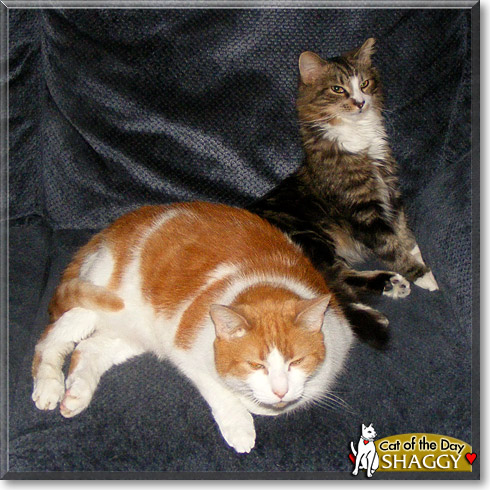Shaggy, the Cat of the Day