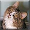 Cat of the Day