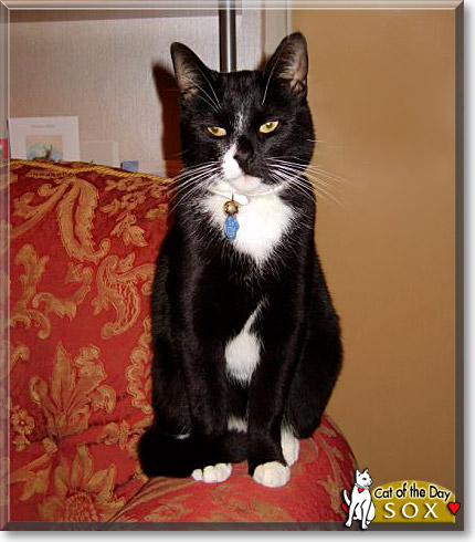 Sox, the Cat of the Day