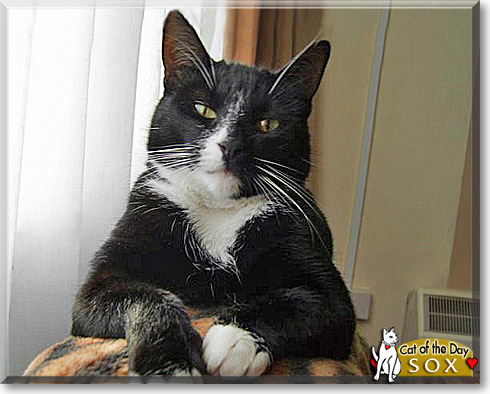 Sox, the Cat of the Day