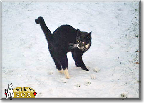 Sox, the Cat of the Day