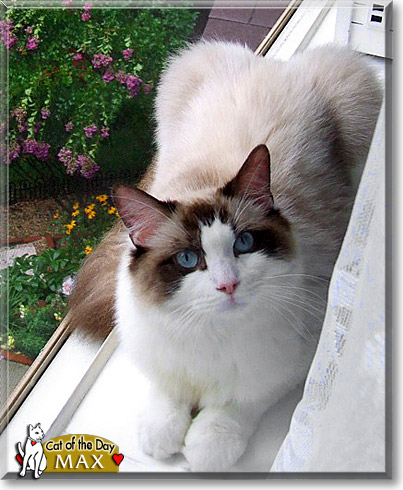 Max, the Cat of the Day Max, the Cat of the Day
