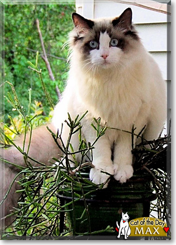 Max, the Cat of the Day Max, the Cat of the Day