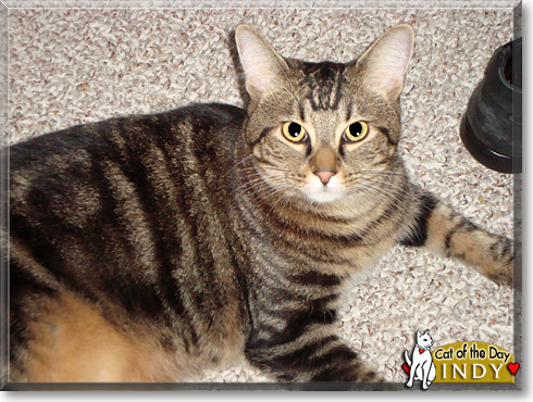 Indy, the Cat of the Day