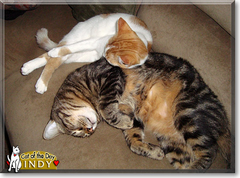 Indy, the Cat of the Day
