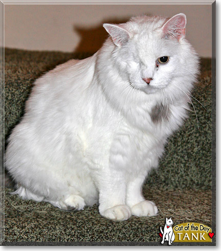 Tank, the Cat of the Day