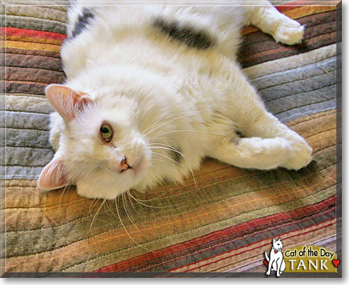 Tank, the Cat of the Day