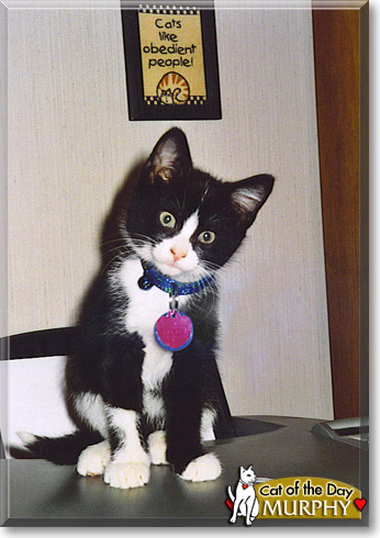 Murphy, the Cat of the Day