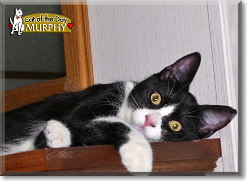 Murphy, the Cat of the Day
