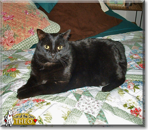 Theo, the Cat of the Day
