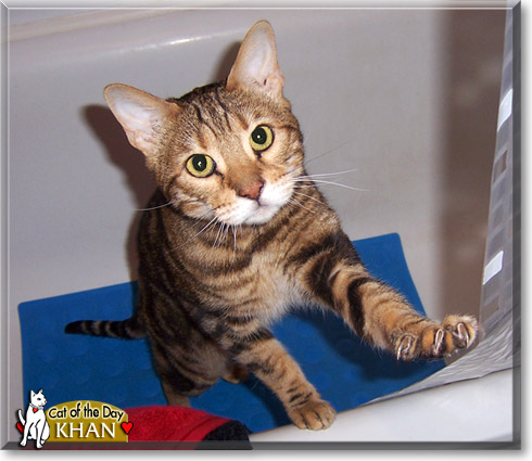 Khan, the Cat of the Day
