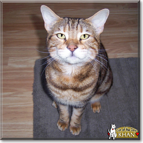 Khan, the Cat of the Day