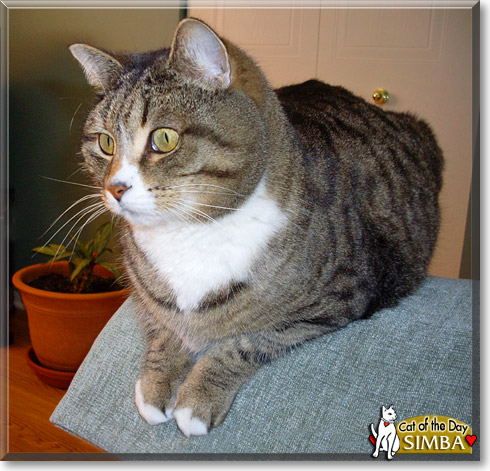 Simba, the Cat of the Day