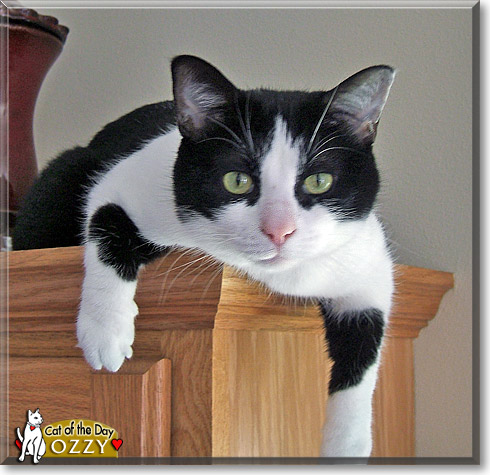 Ozzy, the Cat of the Day