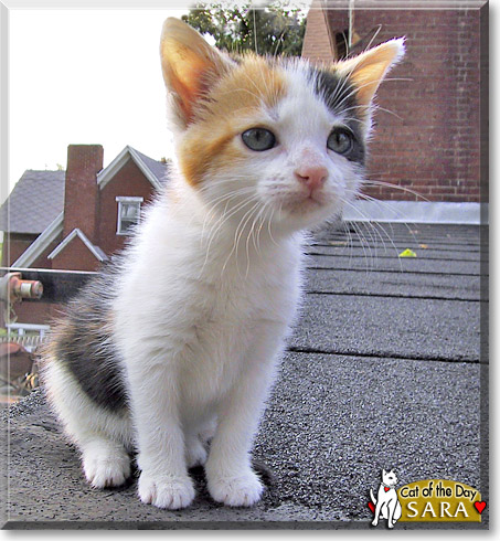 Sara, the Cat of the Day