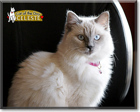 Celeste, the Cat of the Day
