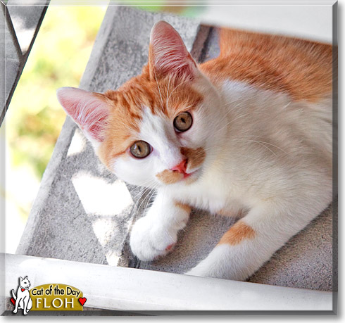Floh, the Cat of the Day