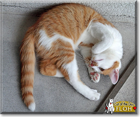 Floh, the Cat of the Day