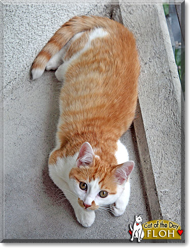 Floh, the Cat of the Day