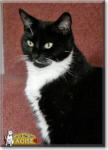 Aoise, the Cat of the Day
