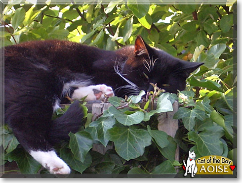 Aoise, the Cat of the Day