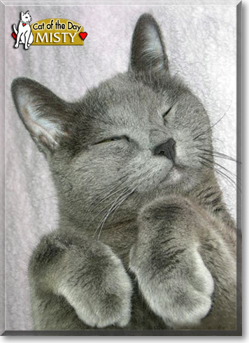 Misty, the Cat of the Day