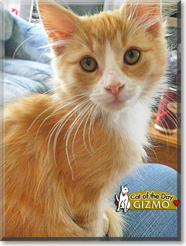 Gizmo, the Cat of the Day