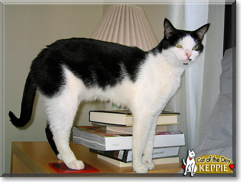 Keppie, the Cat of the Day