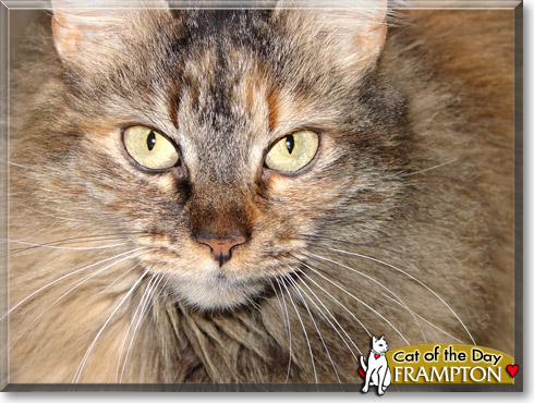 Frampton, the Cat of the Day
