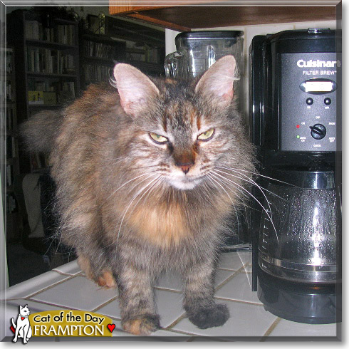Frampton, the Cat of the Day