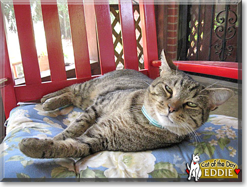 Eddie, the Cat of the Day