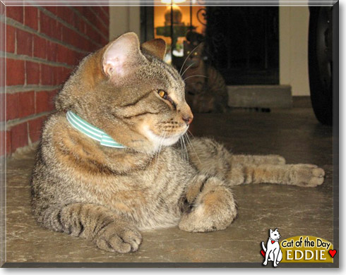 Eddie, the Cat of the Day