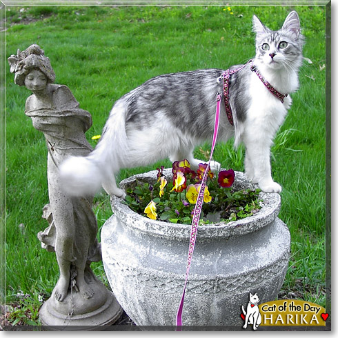 Harika, the Cat of the Day