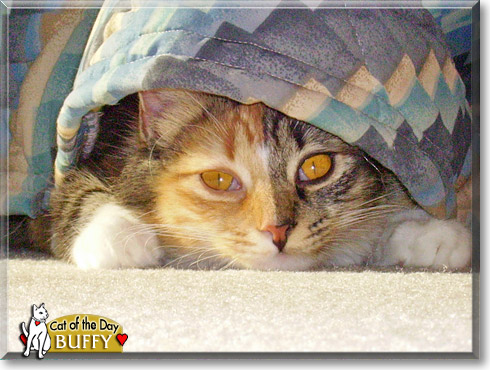 Buffy, the Cat of the Day