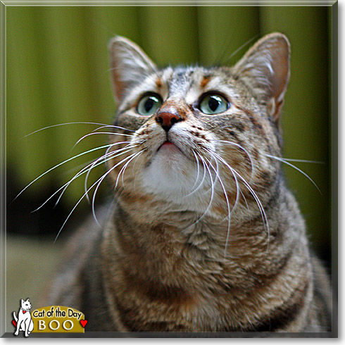 Boo, the Cat of the Day