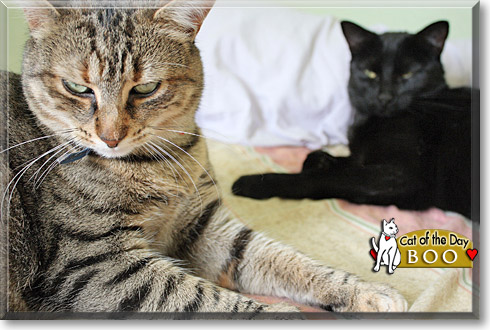 Boo, the Cat of the Day