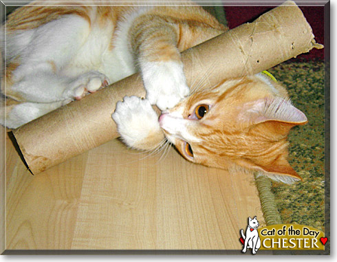Chester, the Cat of the Day