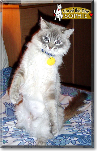 Sophie, the Cat of the Day