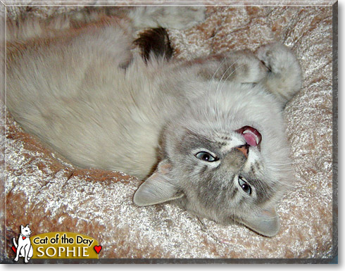Sophie, the Cat of the Day
