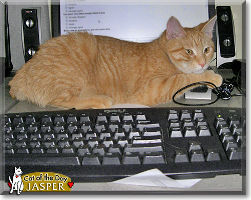 Jasper, the Cat of the Day