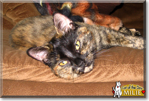 Milie, the Cat of the Day