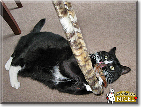 Nigel, the Cat of the Day
