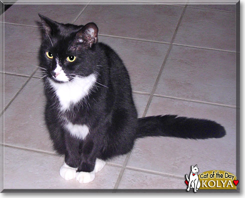 Kolya, the Cat of the Day