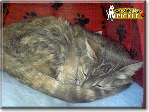 Pickle, the Cat of the Day