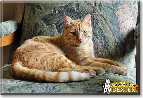 Dexter, the Cat of the Day
