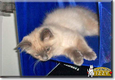 Izzy, the Cat of the Day
