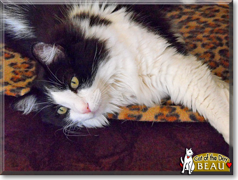 Beau, the Cat of the Day