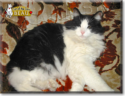 Beau, the Cat of the Day