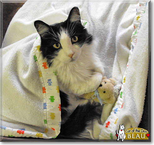 Beau, the Cat of the Day