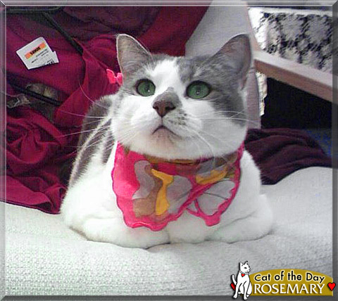 Rosemary, the Cat of the Day